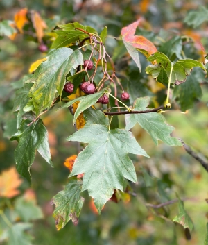 Tree of the Month: Wild Service Tree 